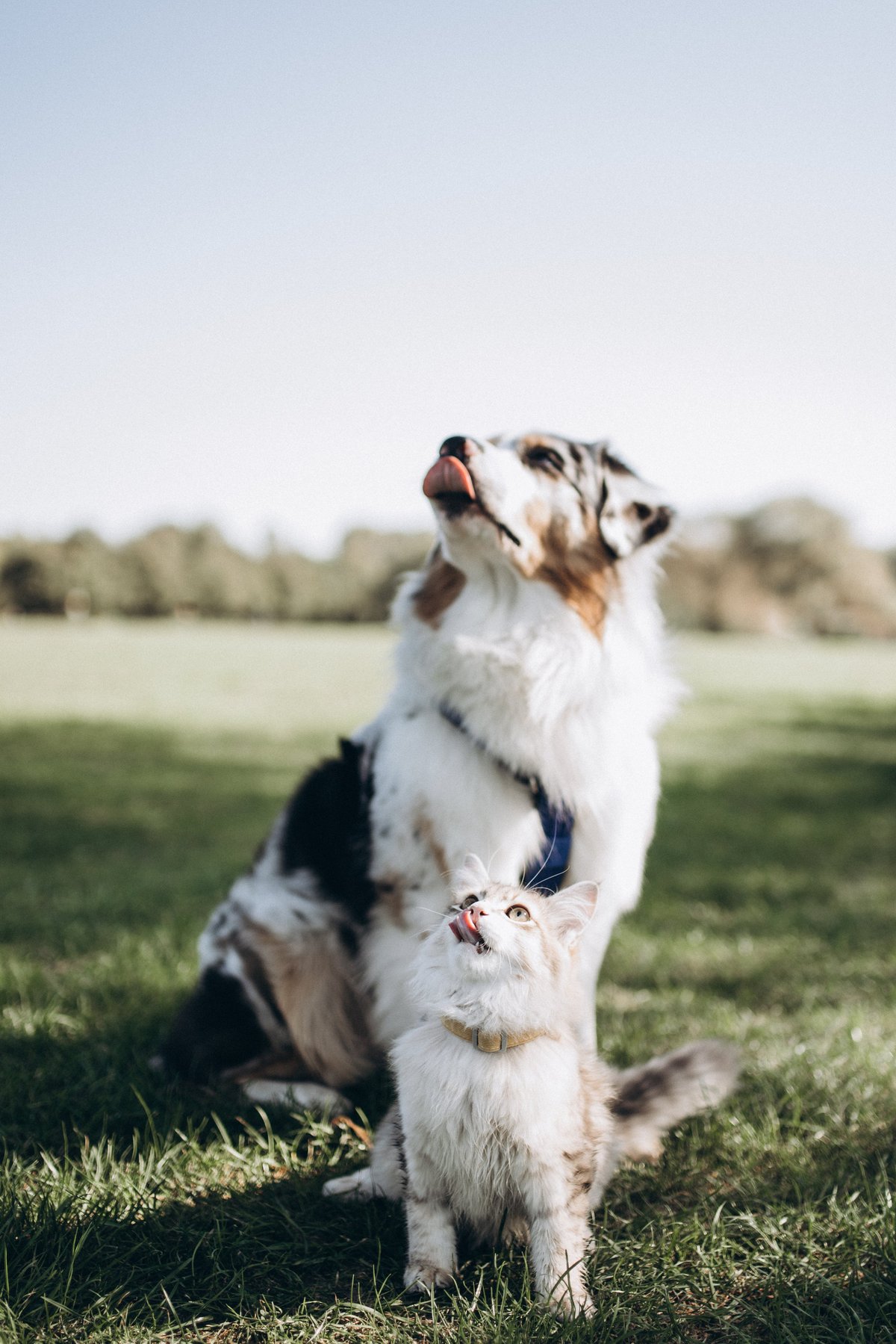 Cat and dog posing together on green field