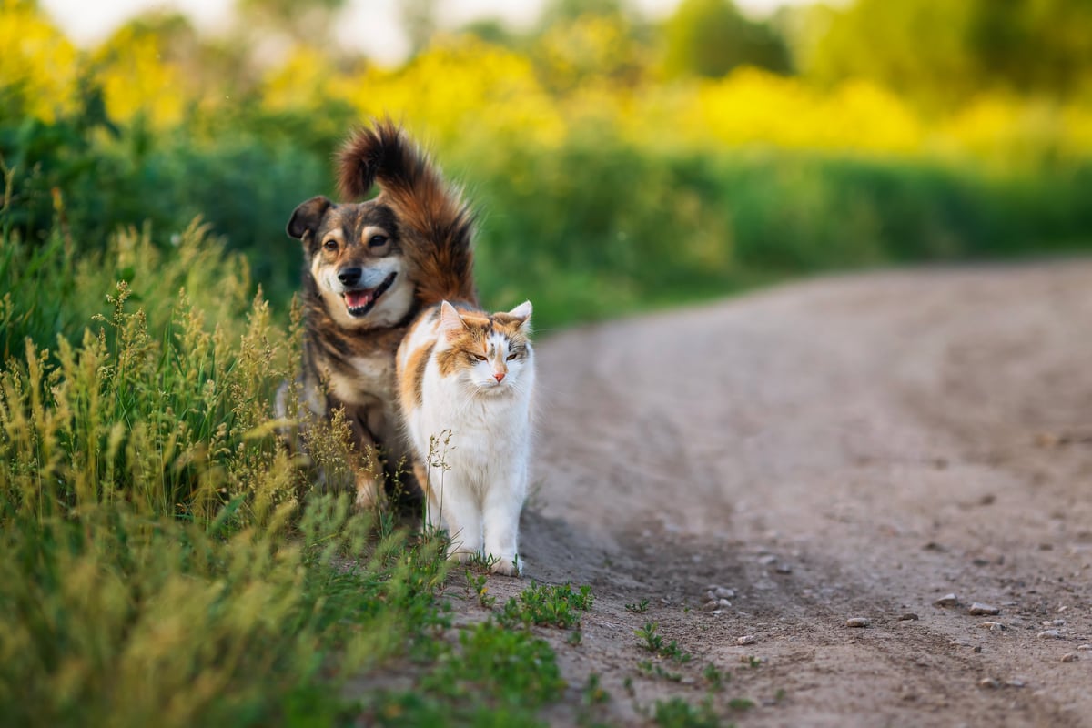 Cat and dog walking together on a summer road