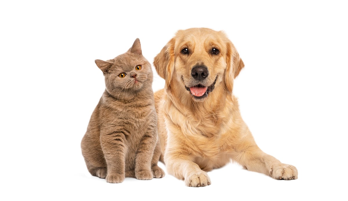 Golden retriever and cat sitting together